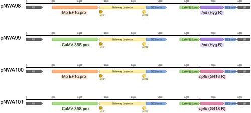 Simple and Efficient Transformation and Gene Editing of Marchantia polymorpha Spores