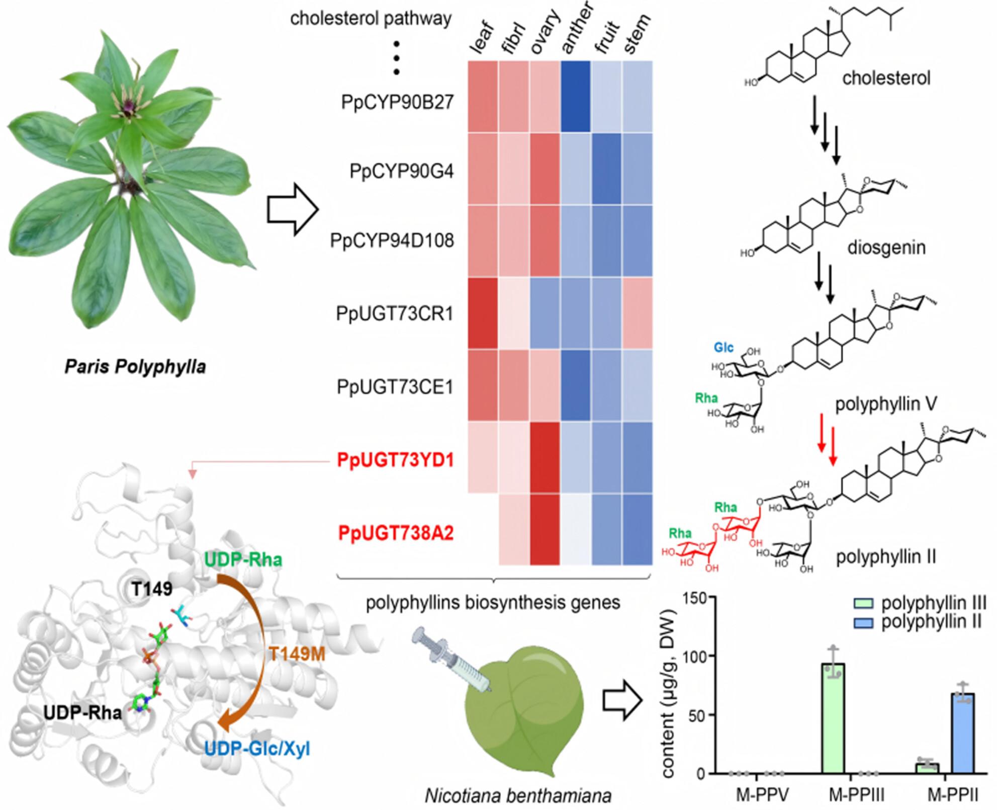 Two rhamnosyltransferases for de novo biosynthesis of polyphyllins in Nicotiana benthamiana