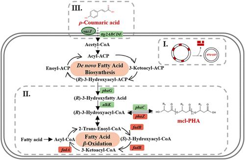 Systems Metabolic Engineering of Genome-Reduced Pseudomonas putida for Efficient Production of Polyhydroxyalkanoate from p-Coumaric Acid