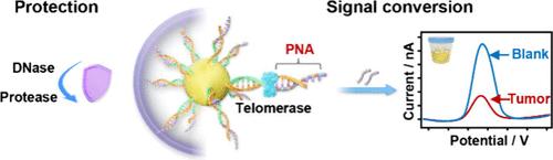Metabolically Stable Chimeric Nucleic Acid Nanoprobe Artificial Biomarker for Cancer Urine Biopsy