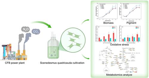 Metabolic Regulation in Scenedesmus quadricauda Cells Improved Antioxidant Capacity and Oxygen Release under Nitrous Oxide Stress