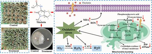 Thiolutin Is a Potential Fungicide for Controlling Phytophthora nicotianae and Its Mechanistic Study