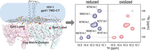 Specific Interactions between HIV-1 Env Cytoplasmic Tail and Gag Matrix Domain Probed by NMR