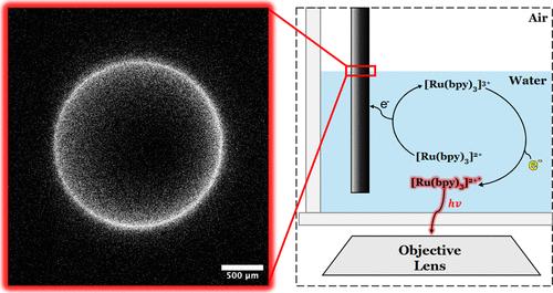 Real-Time Visualization of an Elusive, Strong Reducing Agent during Tris(2,2'-bipyridyl)ruthenium(II) Electro-Oxidation in Water