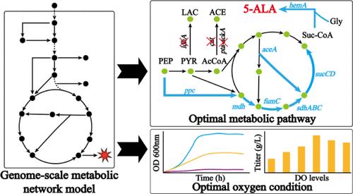 Engineering Corynebacterium glutamicum for the Production of 5-Aminolevulinic Acid under Microaerobic Conditions Guided by a Genome-Scale Metabolic Network