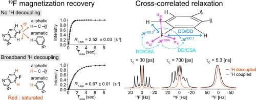 Evaluating the effect of 1H decoupling on 19F longitudinal relaxation and signal line shape in 5-Fluorotryptophan