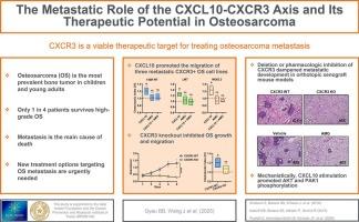 The metastatic role of the CXCL10-CXCR3 axis and its therapeutic potential in osteosarcoma