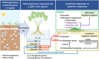 Assessing heterogeneous pollution risks from polystyrene micro(nano)plastics and cadmium to physiology and biochemistry in parsley via a split-root system