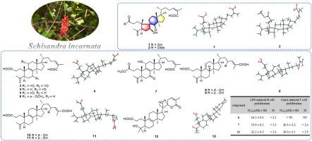 Schincarins G‒R: 3,4-secolanostane triterpenoids from the stems of Schisandra incarnata