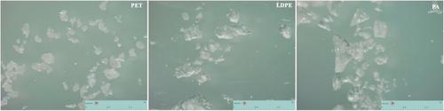 Effect of Microplastic Contamination on In Vitro Ruminal Fermentation and Feed Degradability