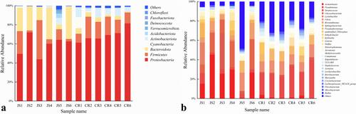 Analysis of Bacterial Diversity in Jersey Cow Colostrum and Mature Milk and the Study of the Probiotic Functions of Ligilactobacillus salivarius CR29
