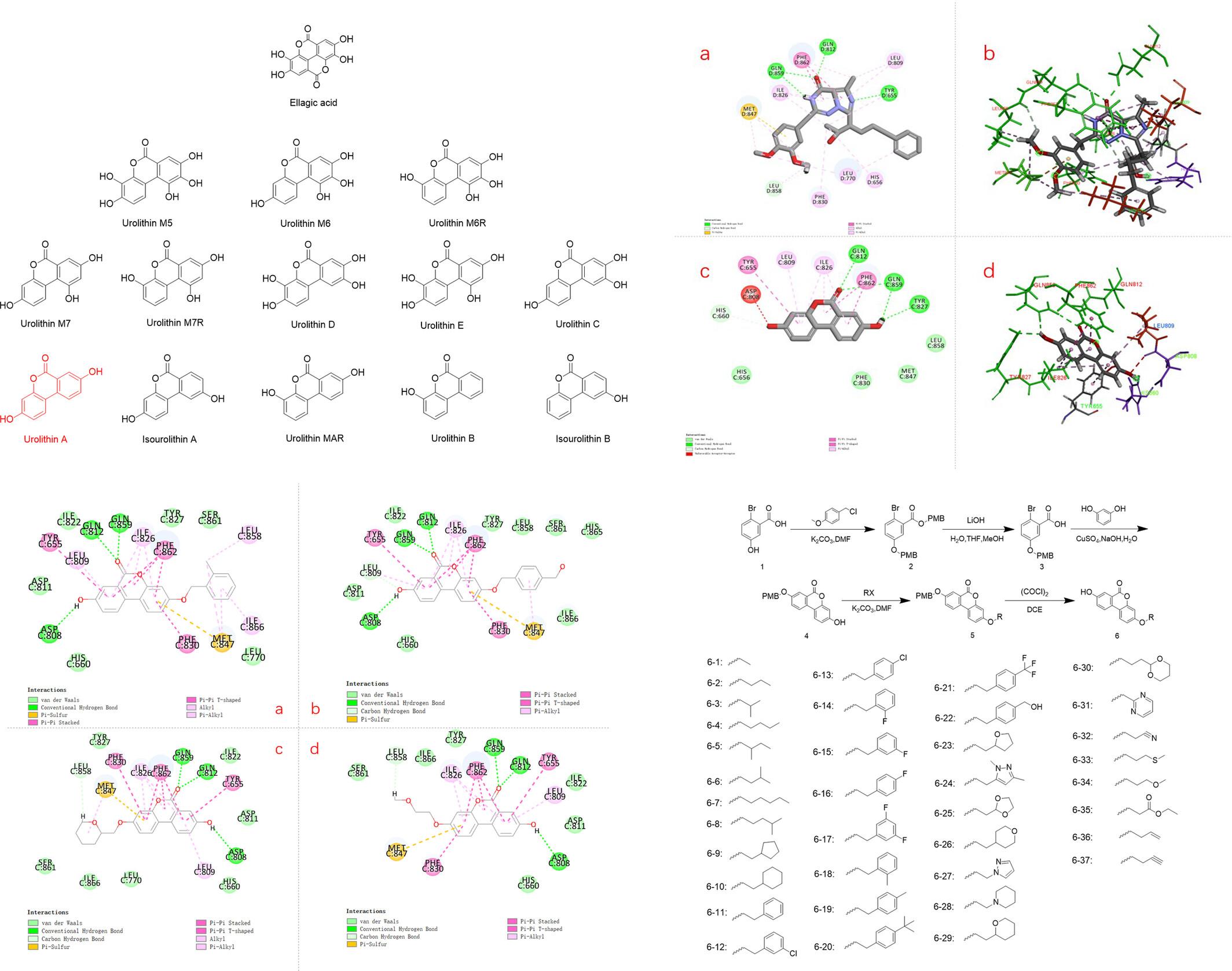 Design, Synthesis, and Biological Activity of 8-Hydroxyurolithin A Class PDE2 Inhibitors