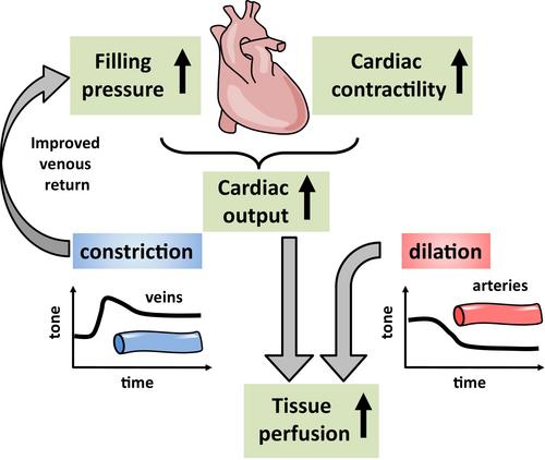 Lactate Refurbished: Cardiovascular Support During Metabolic Stress and Fuel Rather Than Waste