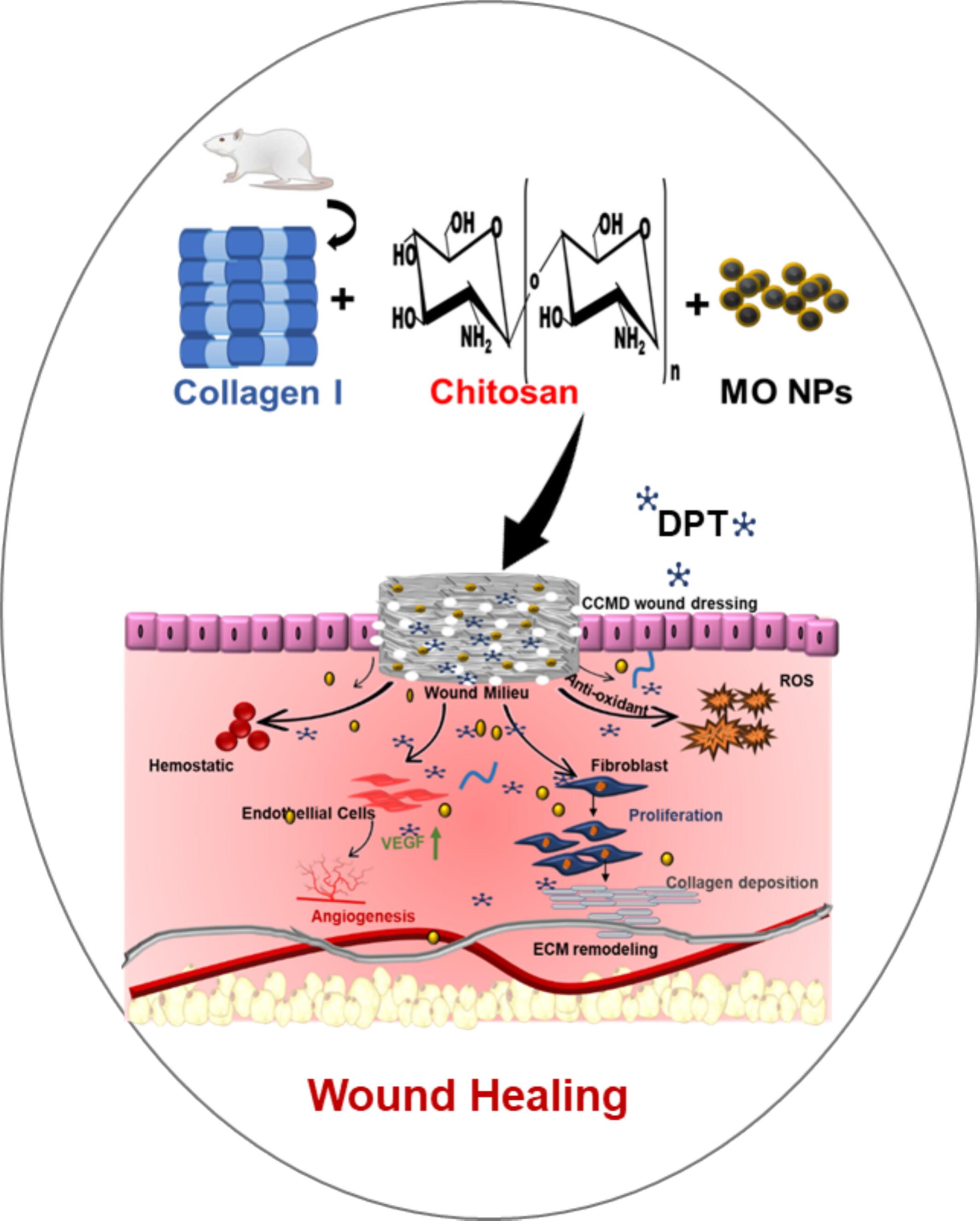 Biomimetic Dermatopontin-Collagen Nanocomposite for Accelerated Wound Healing and ECM Remodeling in Chronic Wound Conditions