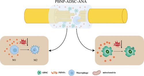 Anti-ROS Nanoenzyme-Based Nerve Regeneration