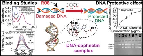 Construing the Interaction of Antioxidant Coumarin Derivative Daphnetin with Double-Stranded Calf Thymus Deoxyribonucleic Acid: Insights into the Binding Mechanism and Effects on Oxidative DNA Damage