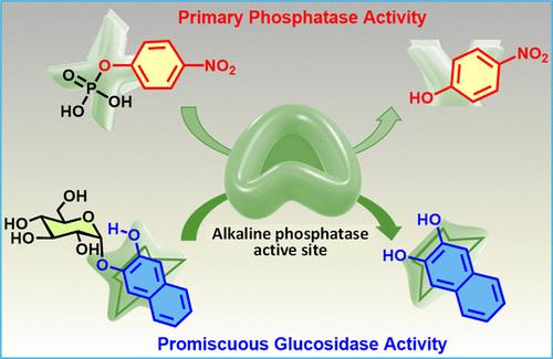 Unveiling the Promiscuous Glucosidase Activity of Bovine Alkaline Phosphatase with Designed Aryl Glycosides