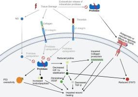 Beyond proline shortage: New insights into the pathophysiology of prolidase deficiency