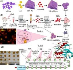 RBC membrane-coated sorafenib-MXene-Au nanocomposites for synergistic chemo-photothermal therapy of liver cancer