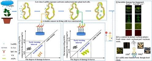 The indication of double-sensors in living plant cells on the invisible damage of soybean plants under low-dose La(III) exposure