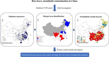 Geographical variation, accumulation risk, and risk management of rice heavy metal(loid) contamination in China