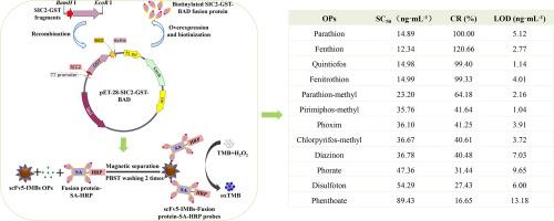 Biotinylated fusion protein-streptavidin-peroxidase complex based non-competitive magnetic immunoassay for rapid detection of organophosphorus pesticides