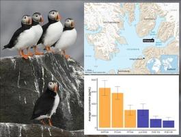 Anthropogenic compounds in the northernmost Atlantic puffin population