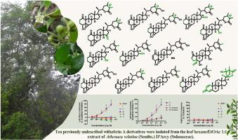 Bioactive withanolides from the leaves of Athenaea velutina (Sendtn.) D'Arcy