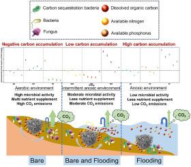 An essential strategy to enhance carbon accumulation within coastal wetlands: Introducing Spartina alterniflora-biochar facilitating microbial carbon sequestration in subtidal zone