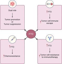 Mechanistic role of FTO in cancer pathogenesis, immune evasion, chemotherapy resistance, and immunotherapy response