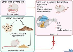 White beans (Phaseolus vulgaris L.) in diet reduces hypothalamic pro-inflammatory cytokines improving insulin resistance in small litter grown rats