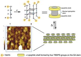 Enhancing G-quadruplex-based DNA nanotechnology: new lipophilic DNA G-quadruplexes with TBDPS modifications†