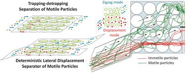 Motility-dependent selective transport of active matter in trap arrays: separation methods based on trapping-detrapping and deterministic lateral displacement†