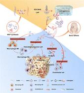 Angiogenesis–osteogenesis coupling and immunomodulatory CGRP@nano MOF-loaded CMCS/GelMA hydrogel for bone regeneration†