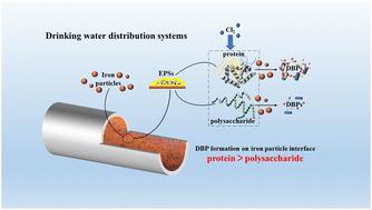 Effects of polysaccharides and proteins in EPSs on DBP formation during iron release†