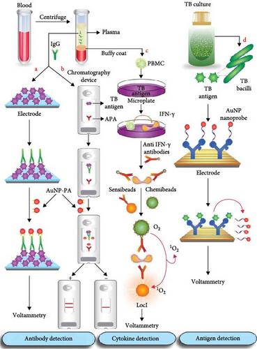 Nanoparticles as an Alternative Strategy for the Rapid Detection of Mycobacterium tuberculosis Complex (MTBC): A Systematic Literature Review of In Vitro Studies