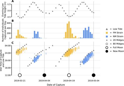 How an Insect Converts Time Into Space: Temporal Niches Aid Coexistence via Modifying the Amount of Habitat Available for Reproduction