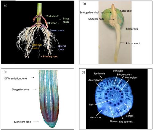 Plasticity of maize (Zea mays L.) roots in water-deficient and nitrogen-limited soil
