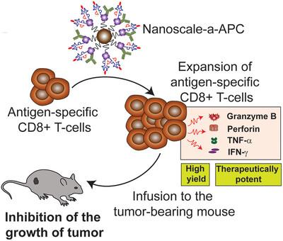 Inhibition of Melanoma Growth by Ex Vivo Expanded Tumor-Specific CD8+ T Cells Is Dependent on the Configuration of Nanoscale Artificial APCs