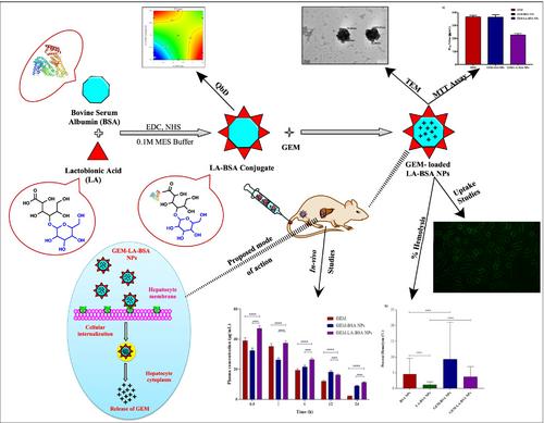 Central Composite Design Based Optimization of Carbohydrate Coated Albumin Nanoparticles for HCC: Synthesis, Extensive Characterization and In Vivo Pharmacokinetic Evaluation