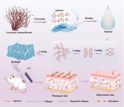 Green Agarose Hydrogel Implants With High Biocompatibility for Skin Repair and Regeneration in Photoaged Skin