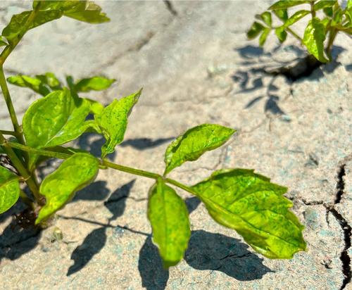 Integrating cover crops and targeted herbicide applications in cotton production