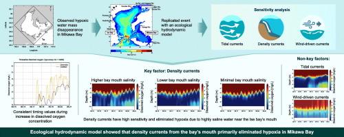 Ecological hydrodynamic modeling and factor analysis of hypoxia dissipation in the semi-enclosed Mikawa Bay, Japan, in August 2020