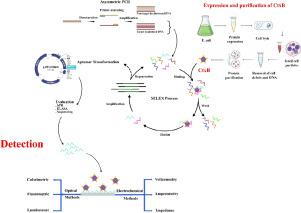 SELEX-based aptamer production: A key step in cholera detection