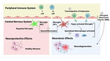 A comprehensive review: neuroinflammation and immune communication between the central nervous system and the periphery