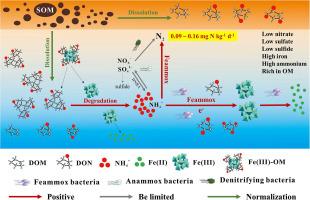 Decoding the role of organic matter in groundwater Feammox processes: Insights from the Yangtze River paleochannel
