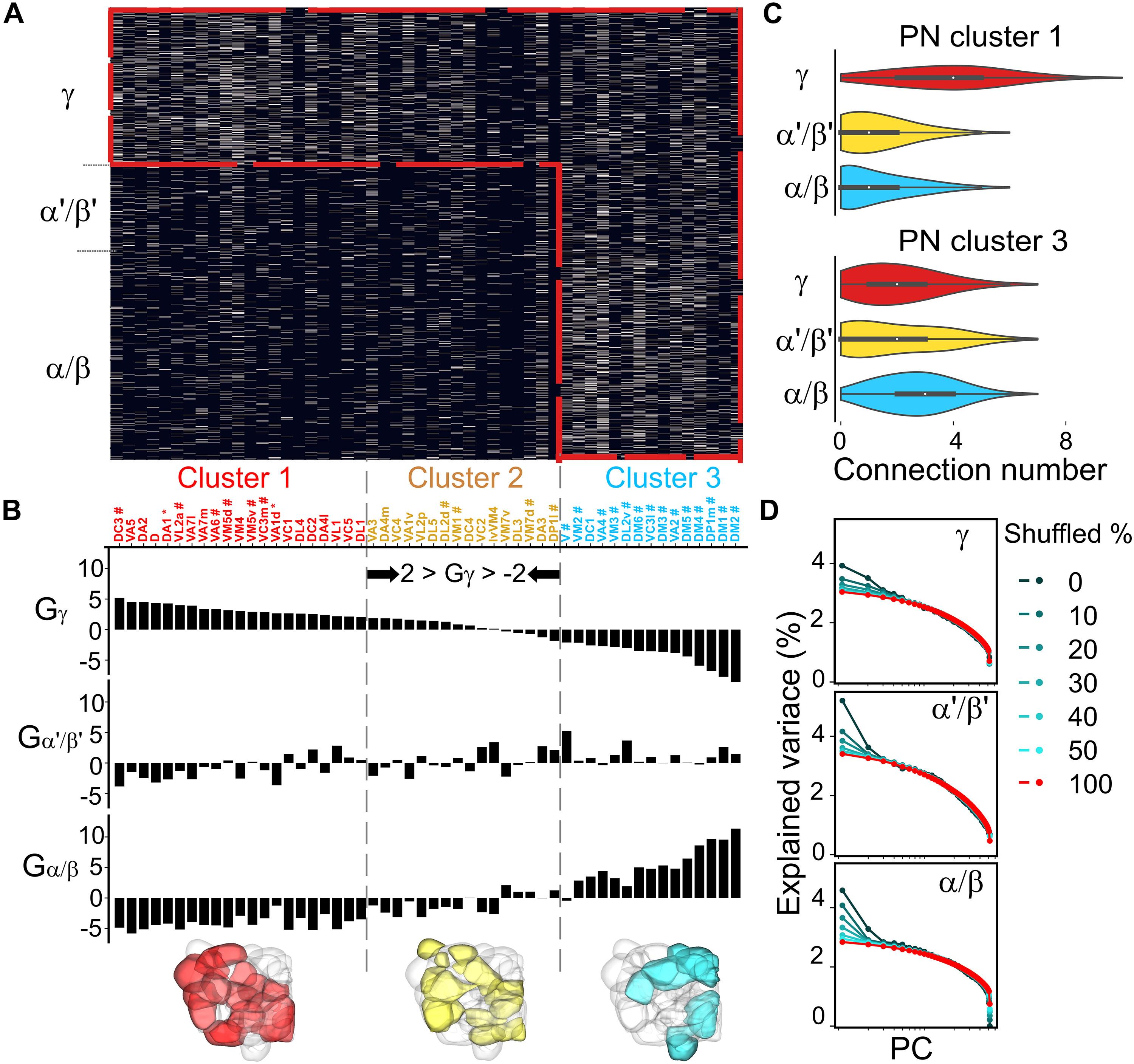 Hybrid neural networks in the mushroom body drive olfactory preference in Drosophila
