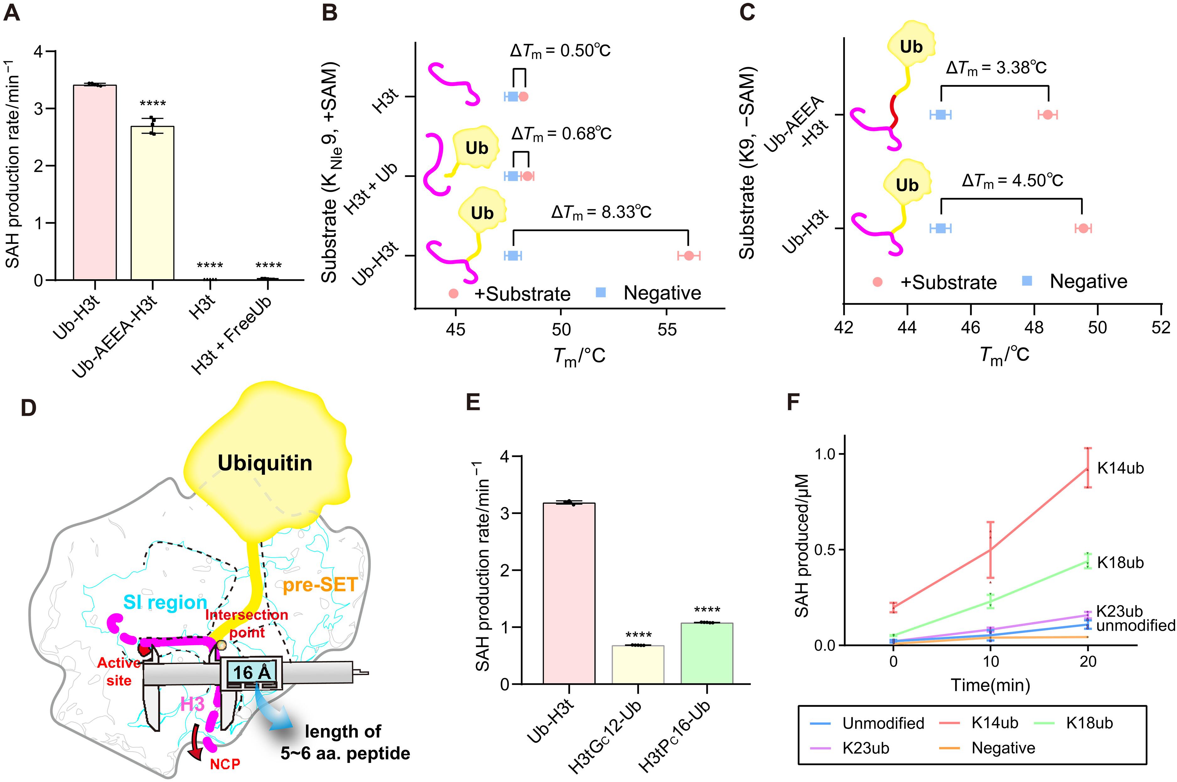 Mechanistic insights into the stimulation of the histone H3K9 methyltransferase Clr4 by proximal H3K14 ubiquitination