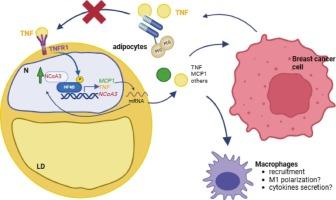 Tumor-secreted TNF induces NCoA3 upregulation in breast cancer-associated adipocytes via TNFR1/NF-κB signaling