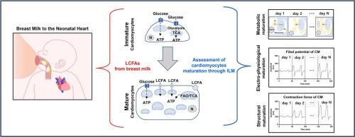 Metabolic impacts of long-chain fatty acids on cardiomyocyte maturation in neonatal mammalian hearts